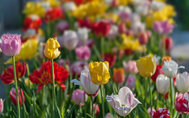 Fototapeta premium Flowerbed with tulips in the spring-time, selective focus
