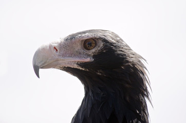 wedge tailed eagle