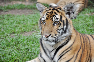 Plakat Tiger portrait