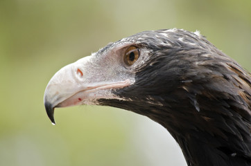 wedge tailed eagle