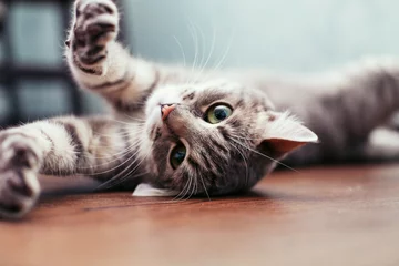 Selbstklebende Fototapete Katze Schöne graue Katze, die auf dem Boden liegt. Das Konzept der Haustiere.
