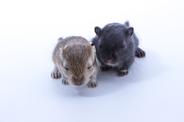Puppy Mongolian gerbil, Desert Rat