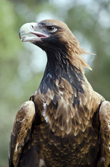 wedge tailed eagle