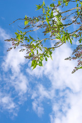 Still unblown lilac branch on the sky background.