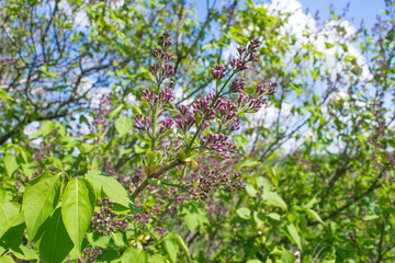 Branch of the lilac bush.