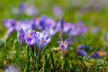 Purple crocus flowers blooming on spring meadow