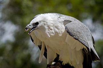 sea eagle