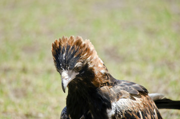 black breasted buzzard