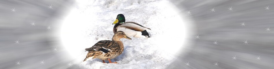 Two ducks on the snow. Female wild duck and drake on the dirty spring snow in a white oval frame on a horizontal gray abstract blurred background with graphic snowflakes 
