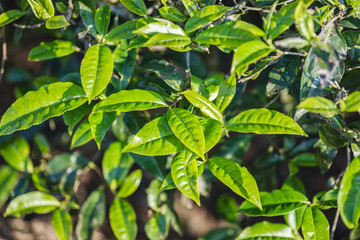 Fototapeta na wymiar Green tea bud and fresh leaves. Tea plantations at Moc chau district, Vietnam