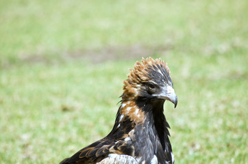 black breasted buzzard