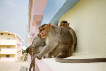 Monkey on ledge of multistory building 1. Problem of cohabitation of humans and animals (bionomics)