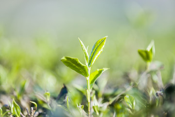 Green tea bud and fresh leaves. Tea plantations at Moc chau district, Vietnam