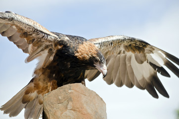black breasted buzzard