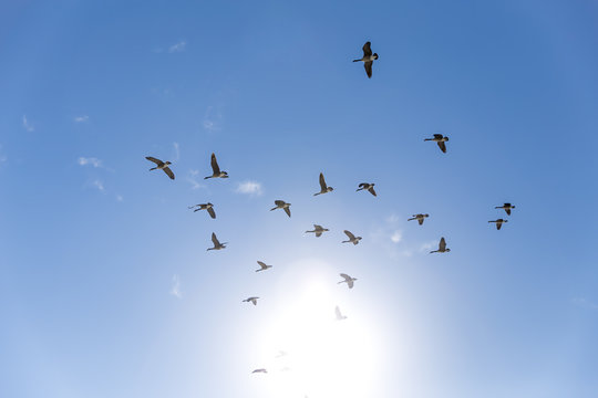 goose flying in the blue sky. birds of passage. mallard ducks come back from warm countries in spring. the concept of homecoming