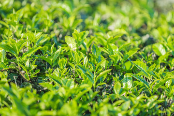 Green tea bud and fresh leaves. Tea plantations at Moc chau district, Vietnam