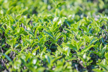 Fototapeta premium Green tea bud and fresh leaves. Tea plantations at Moc chau district, Vietnam