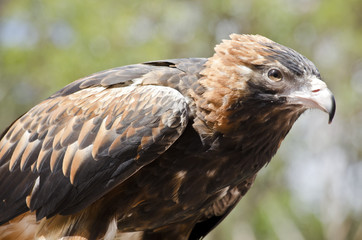 black breasted buzzard