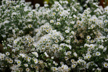 White flowers abstract background: White Cutter Flowers