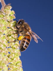 Honeybee looking for pollen on hazel tree flowers at the end of the winter season
