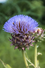 artichoke flower in summer garden
