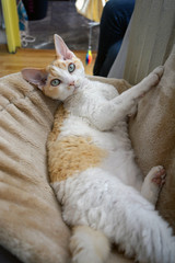 A beautiful Devon Rex cat