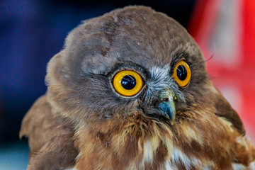 Big eagle owl bird head in closeup