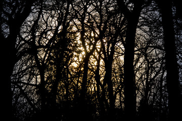 Trees at sunset