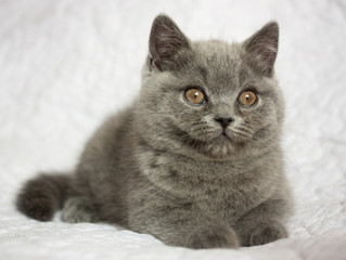 Fototapeta na wymiar British blue short hair kitten on white background, indoor, portrait