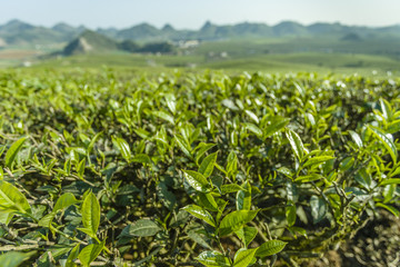 Obraz premium Green tea hills