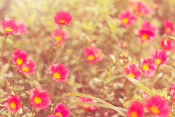 Fototapeta premium Colorful flower 