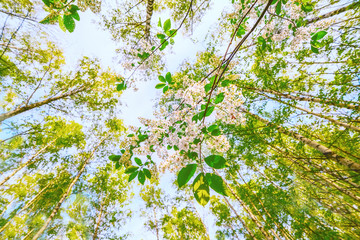 wild bird cherry blossom branch in spring birch forest. View up to the sky.
