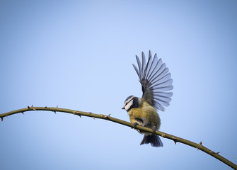 winkender Vogel