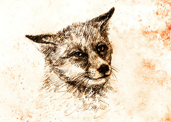 Fox portrait, pencil drawing on paper and vintage effect.