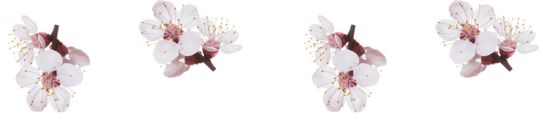 panorama spring flowers  apricot on branches