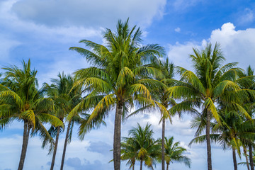 Fototapeta na wymiar Palm trees stand majestic along Miami Beach on a sunny summer day