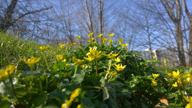 French Spring Time:  Little yellow flowers blooming in a garden