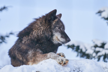 Naklejka premium 雪の上のシンリンオオカミ 