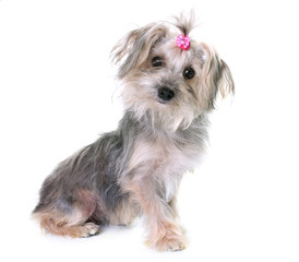 crossbred yorkshire terrier