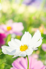 plant and flowers , white flowers 