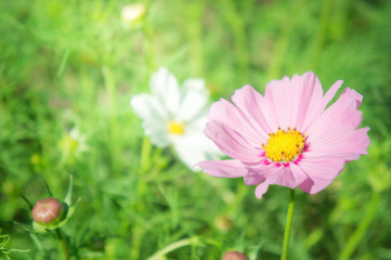 pink flowers in the park , cosmos flowers in the garden with sunlight pastel vintage style