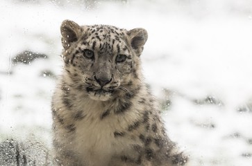 Schneeleopard
