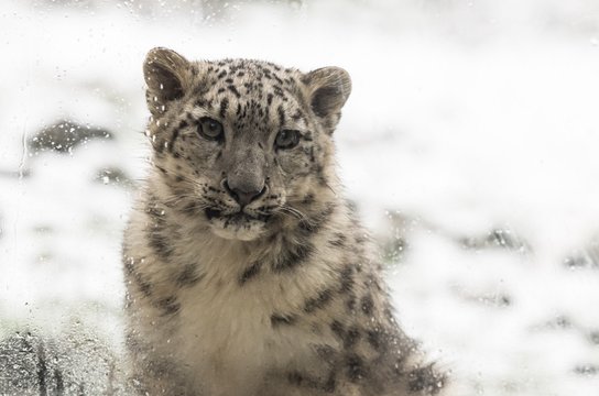 Schneeleopard