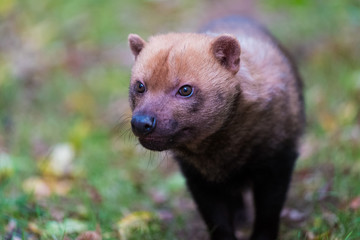 Obraz premium Waldhund im neunkircher Zoo