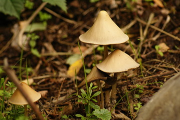 Grzyby © Piotr Ciździel