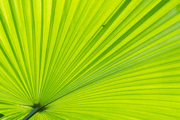 Fototapeta premium Texture of a green leaf as background