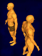 Acupuncture Model