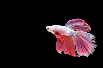 Betta fish, moving moment of Siamese fighting fish isolated on black background, fighting fish.