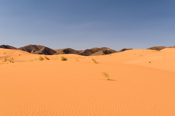 Sand dunes Ouzina, Shara desert, Morocco 