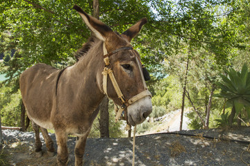 donkey